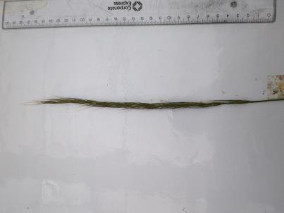 Click for 3 image(s) for this accession. SPIKE